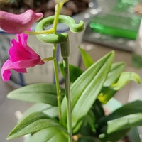 10pcs Plant Support Rods – Anti-Lodging Leaf Guard Frame (37cm) thumbnail