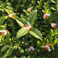 6.5M Bee Solar Decorative String Lights (30 LEDs, Warm White) – Energy-Saving Fairy Lamps thumbnail