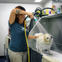 Zephyr Pet Bath Hose for Home Grooming with GentleFlow Shower Nozzle for Dogs & Cats (13 mm x 8 Mtr) thumbnail