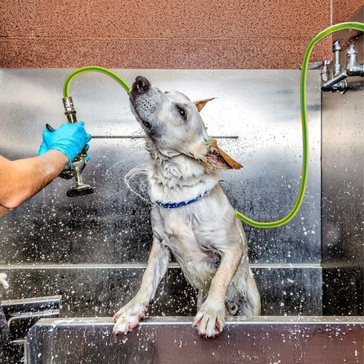 Zephyr Pet Bath Hose for Home Grooming with GentleFlow Shower Nozzle for Dogs & Cats (19 mm x 30 Mtr) Pet Wash Hoses