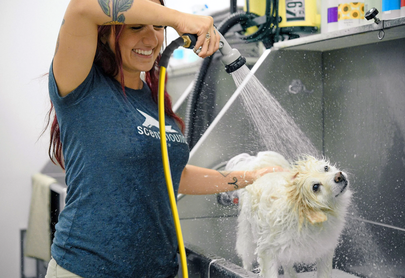 Pet Wash Hoses