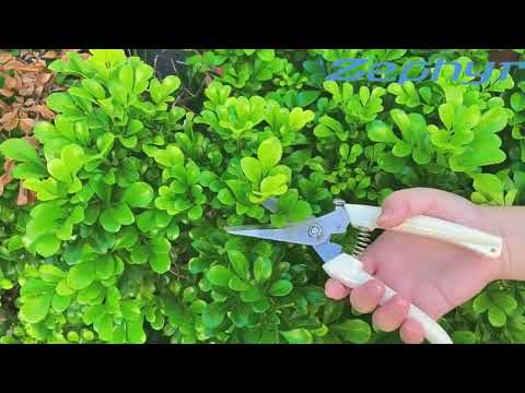 Garden Tools Stainless Steel Pruning Shears Fruit Tree Scissors Garden Branch Shears(Elbow)